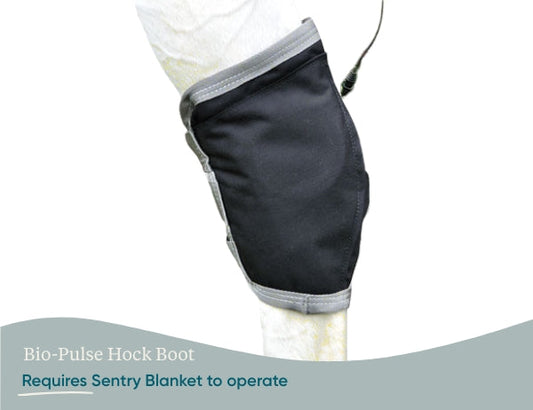 Equine PEMF Hock Boot - Arumi Companions