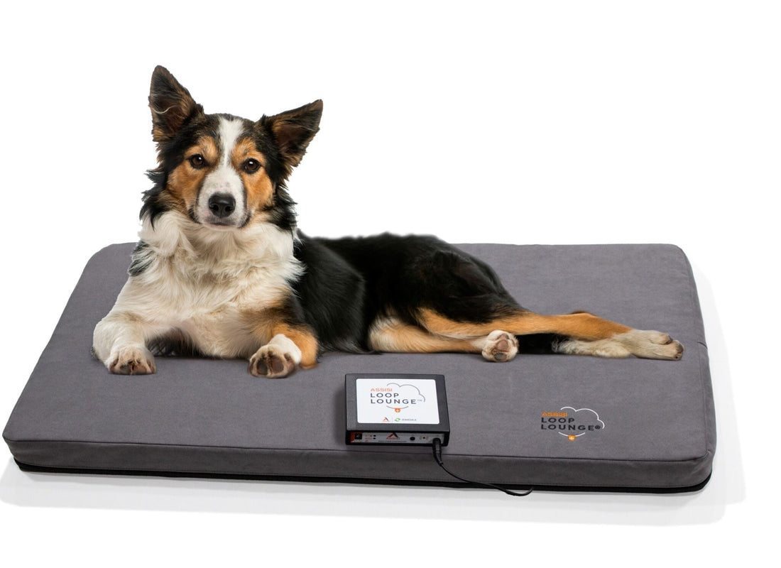 The Benefits of Canine PEMF Mats: How Pulsed Electromagnetic Therapy Supports Your Dog’s Health