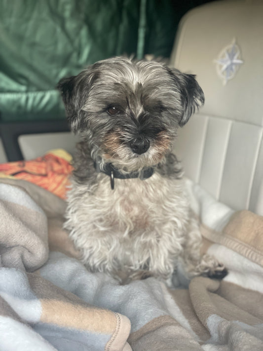 Senior dog resting comfortably on PEMF Mat 