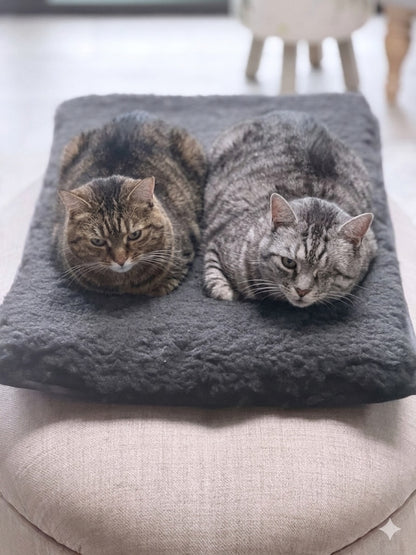 🐾 The Canine & Feline Companion Kit