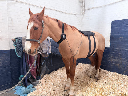 The Ultimate Equestrian Bundle