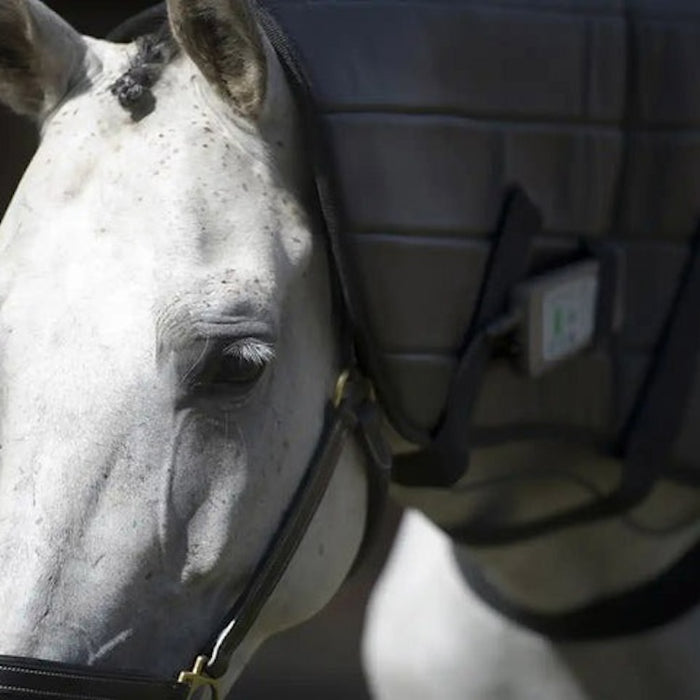 OMI PEMF Full Equine Package - Arumi Companions 