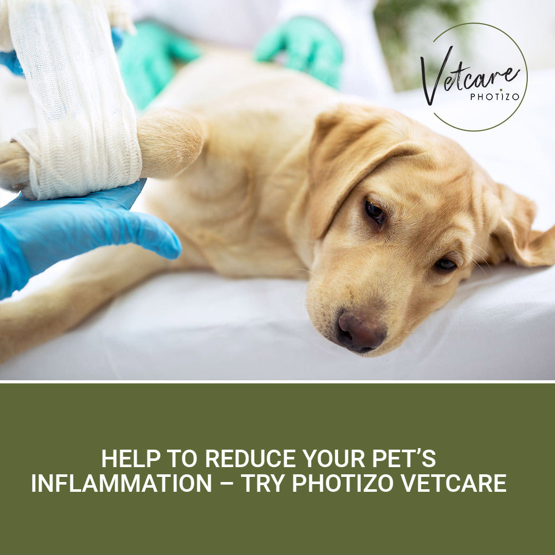 Photizo Vetcare Hand-Held Silent Red-Light Therapy Device